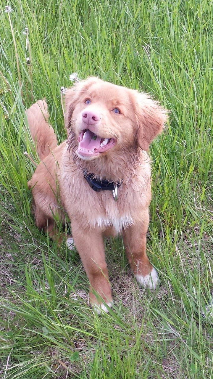Nova scotia duck tolling retriever Mika "Himmelhund"  billede 24