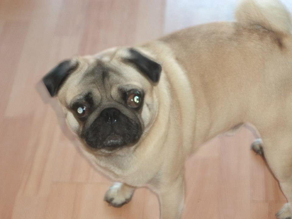 Mops Zacho billede 4