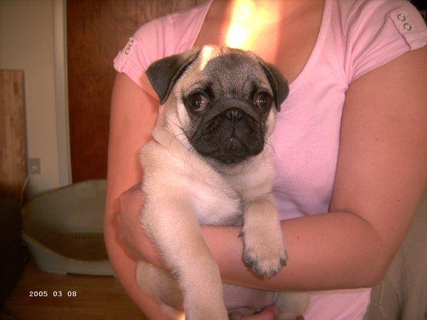 Mops Zacho billede 5