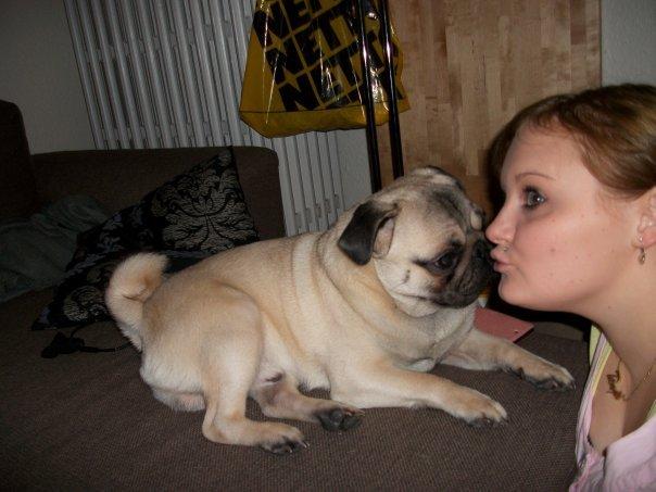 Mops Zacho billede 6