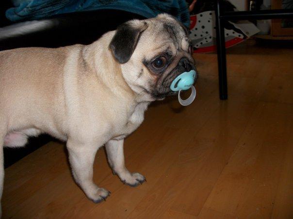 Mops Zacho billede 1