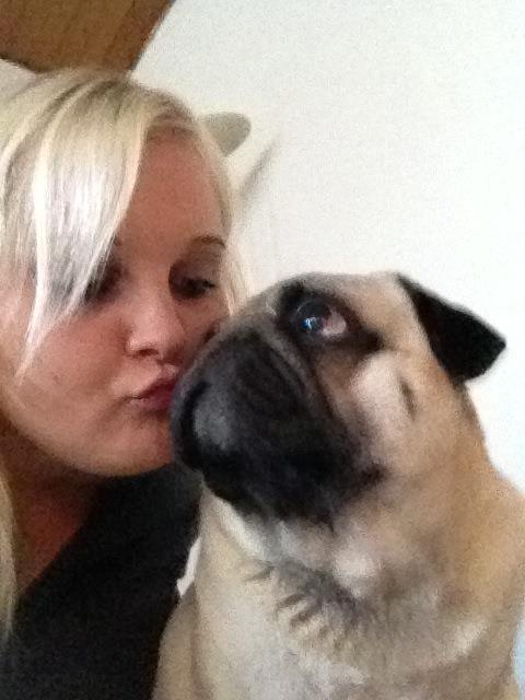 Mops Zacho billede 7