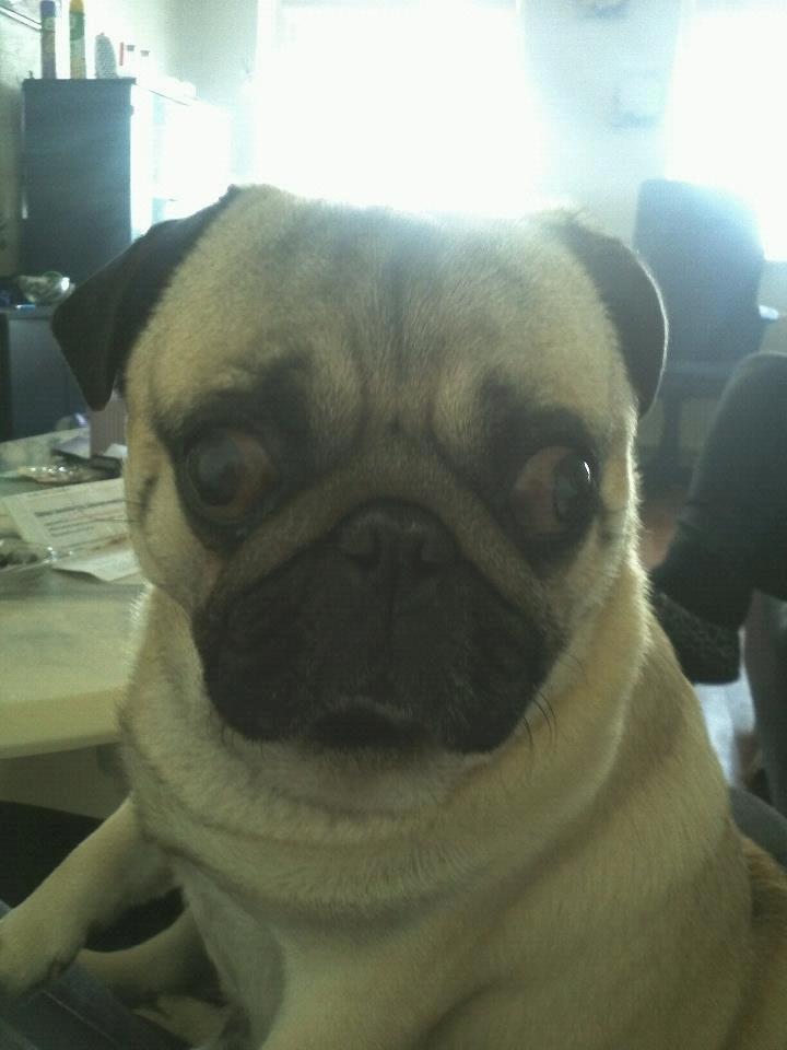 Mops Zacho billede 8