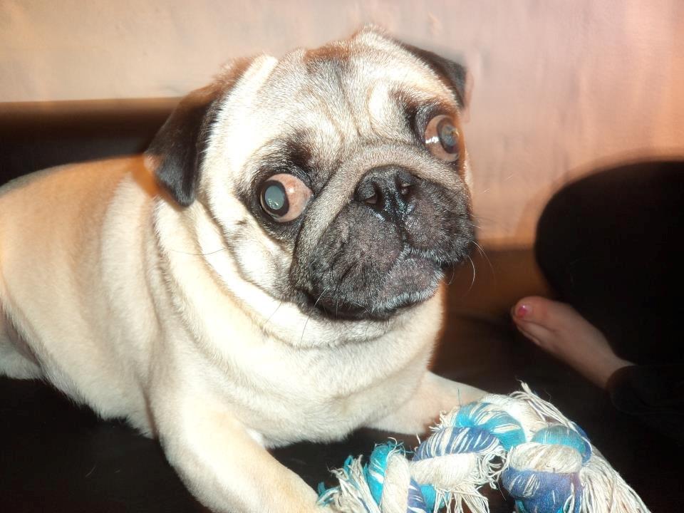 Mops Zacho billede 9