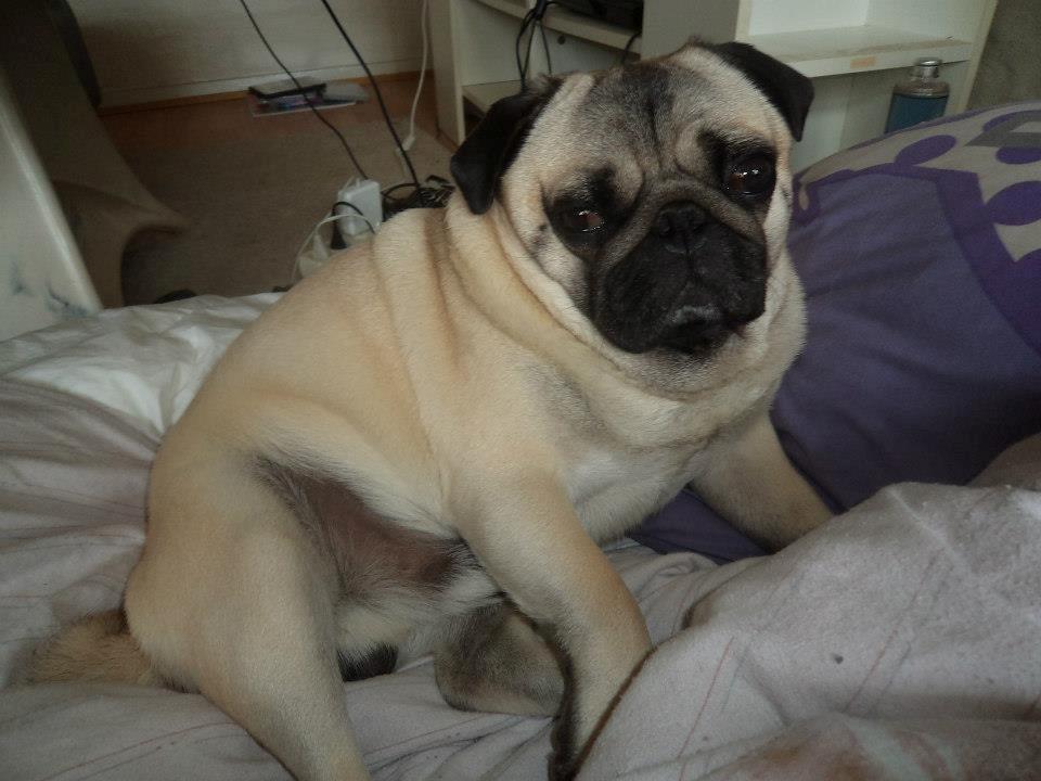 Mops Zacho billede 10