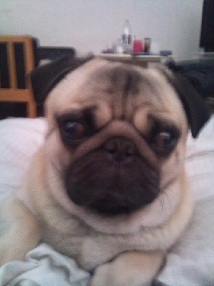 Mops Zacho billede 11