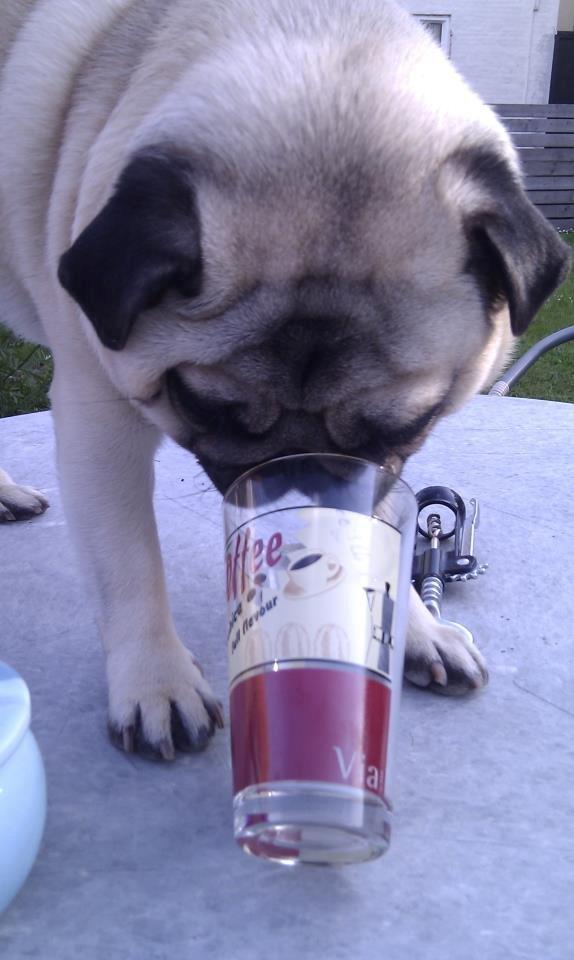 Mops Zacho billede 12