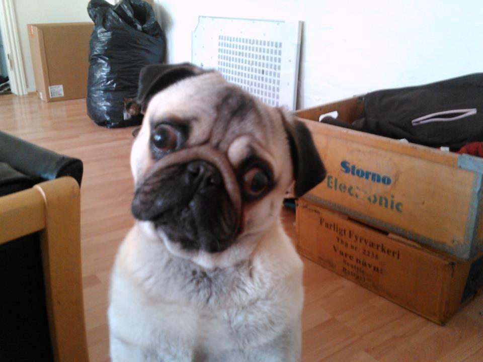 Mops Zacho billede 13