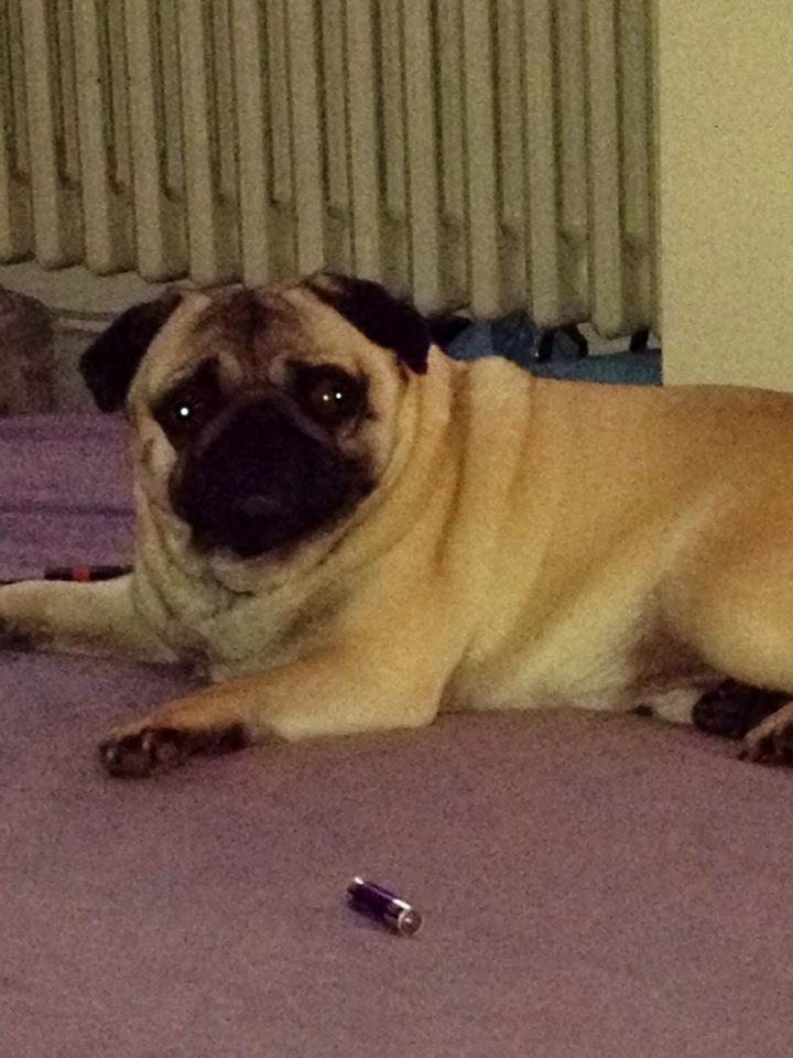 Mops Zacho billede 14