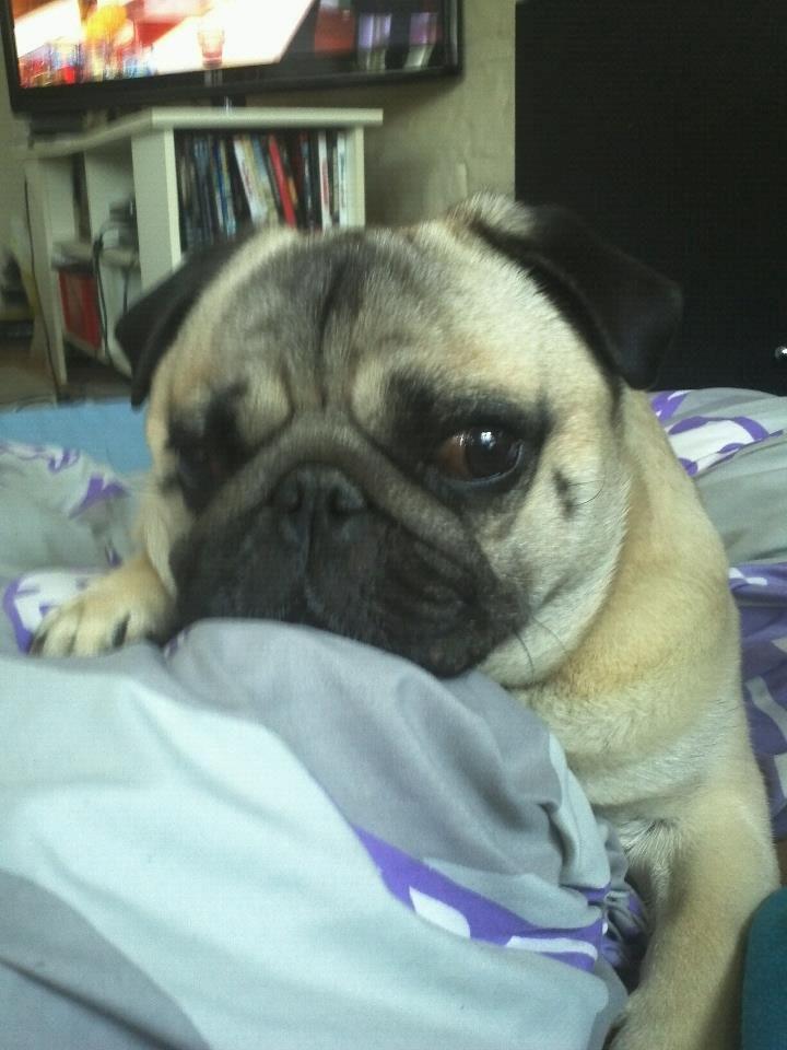 Mops Zacho billede 15