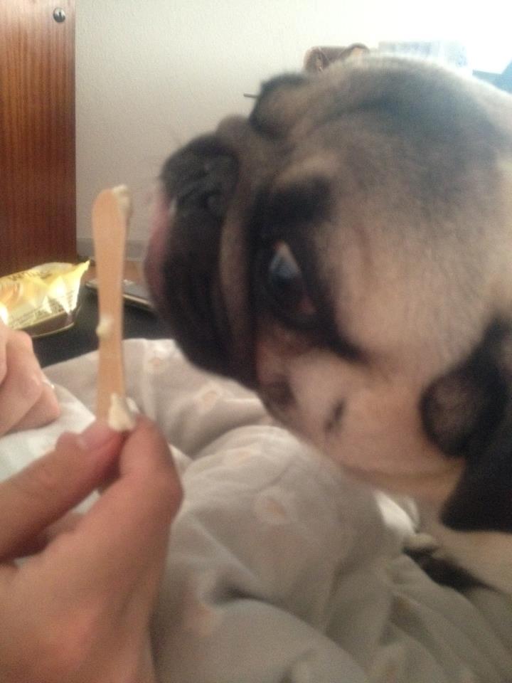 Mops Zacho billede 16