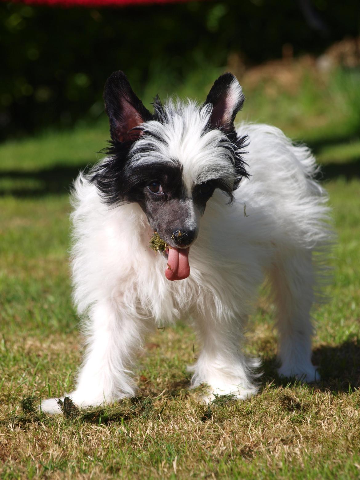 Chinese crested powder puff Solino´s designed by destiny "Milo" <3 billede 17