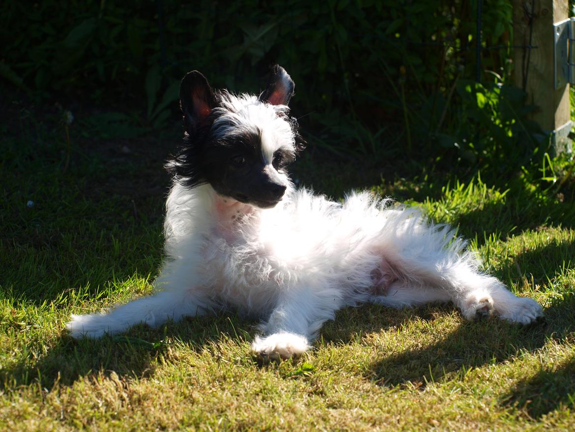 Chinese crested powder puff Solino´s designed by destiny "Milo" <3 billede 18