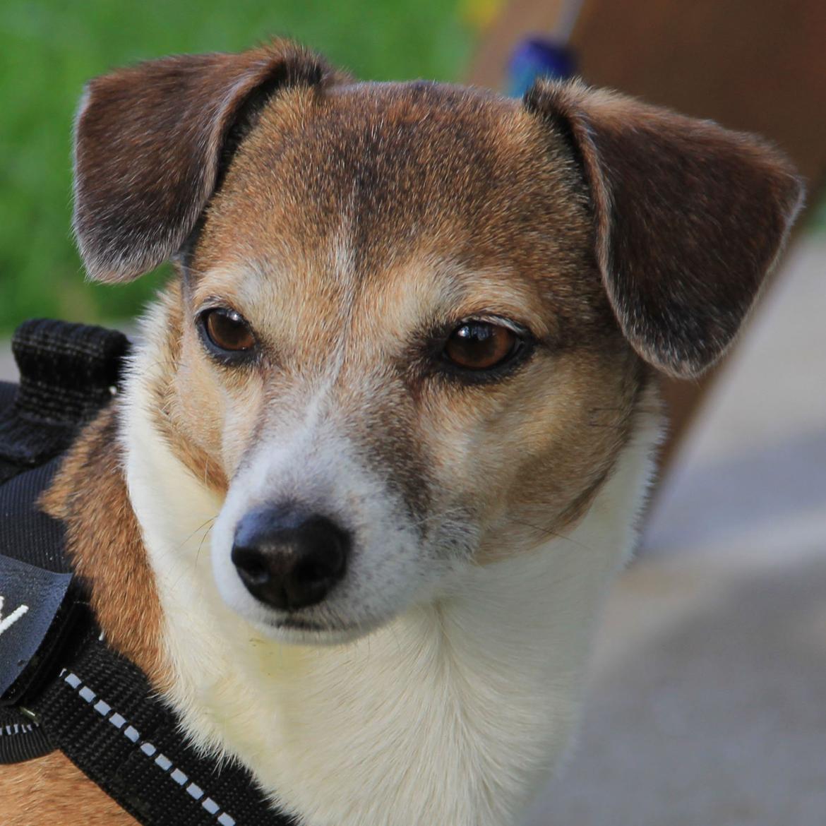 Jack russell terrier Amy billede 5