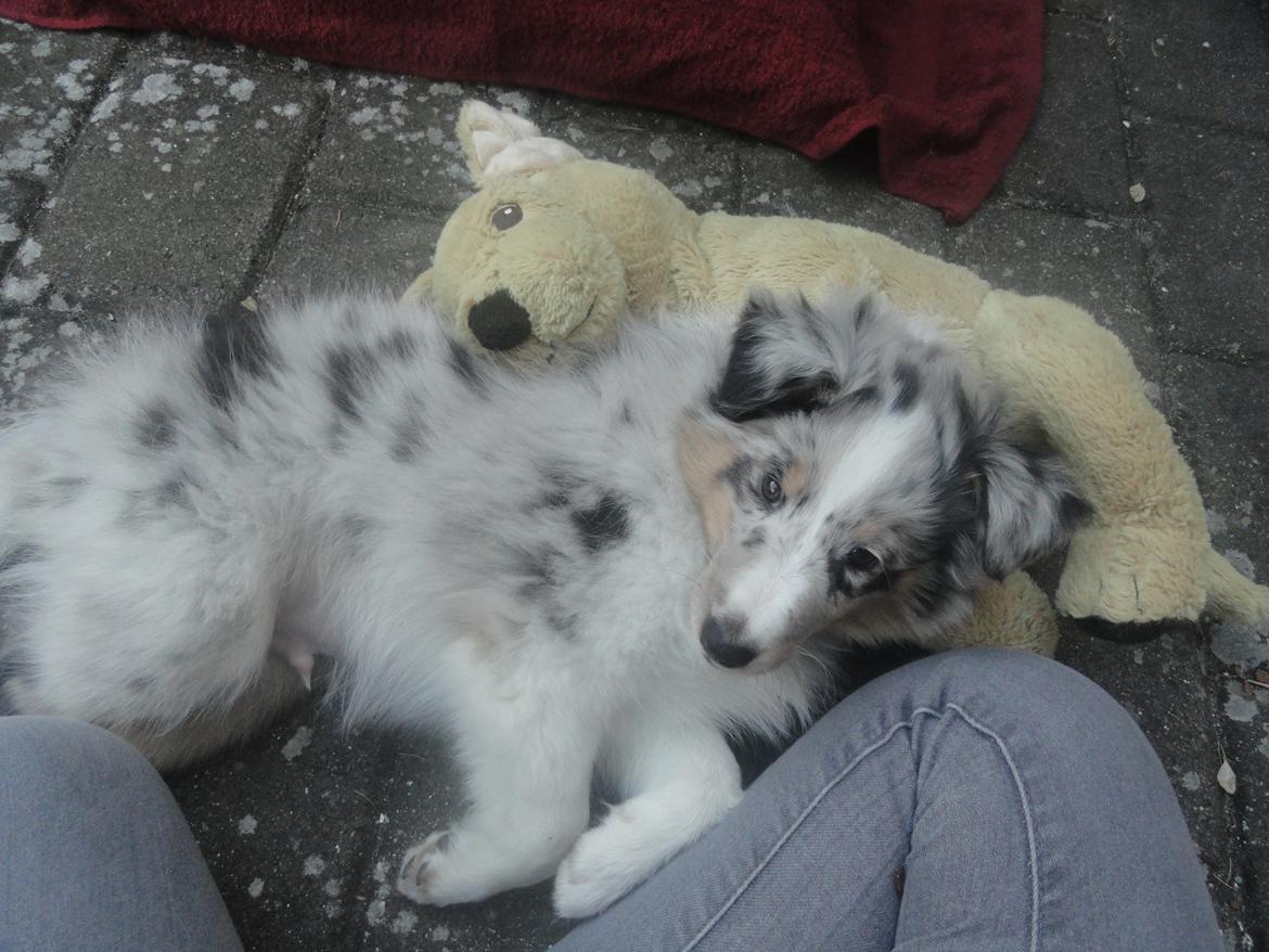 Shetland sheepdog Ziggo - Ziggo hygger med Swupper i haven :-) billede 1