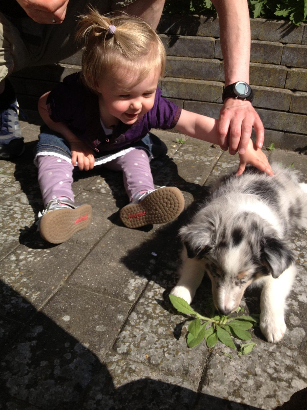 Shetland sheepdog Ziggo - Ziggo møder Camille for første gang :-) billede 2