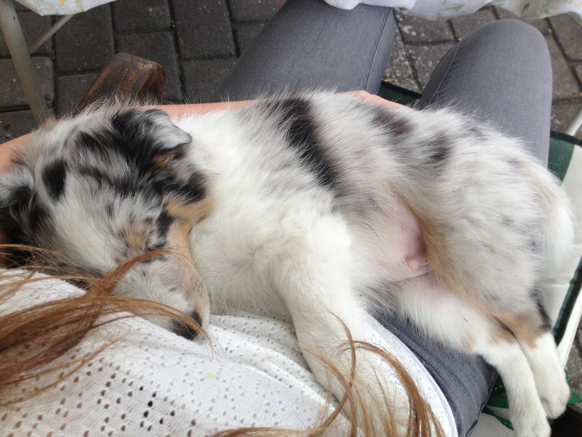 Shetland sheepdog Ziggo billede 3