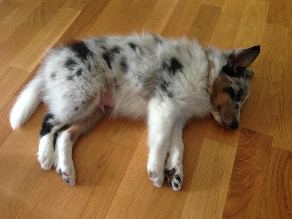 Shetland sheepdog Ziggo billede 5