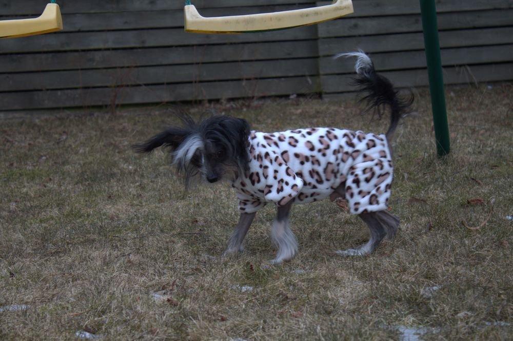 Chinese crested hårløs Diva billede 6
