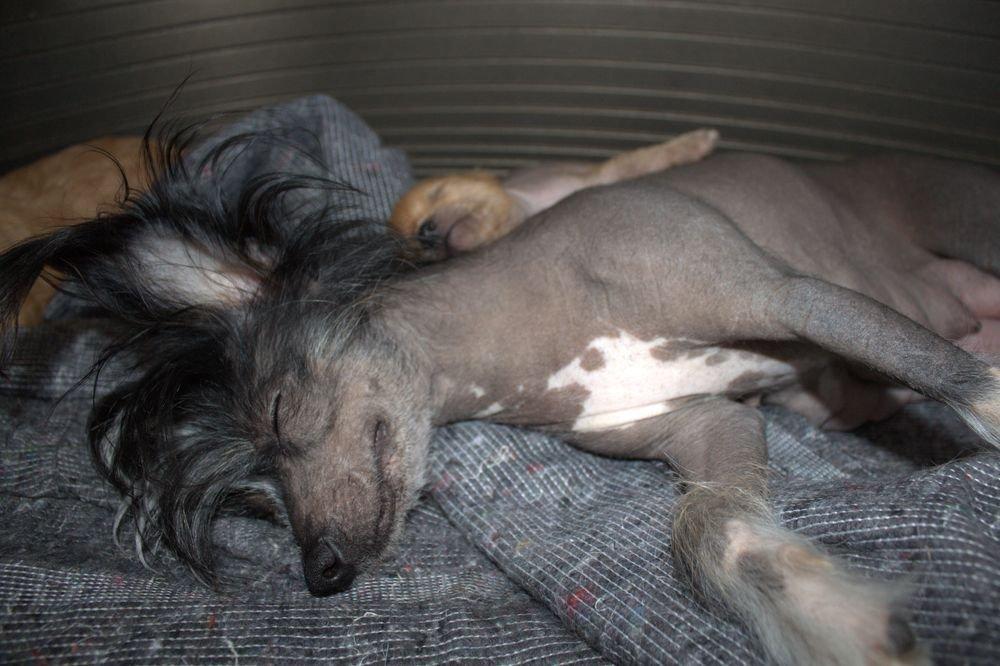Chinese crested hårløs Diva billede 7