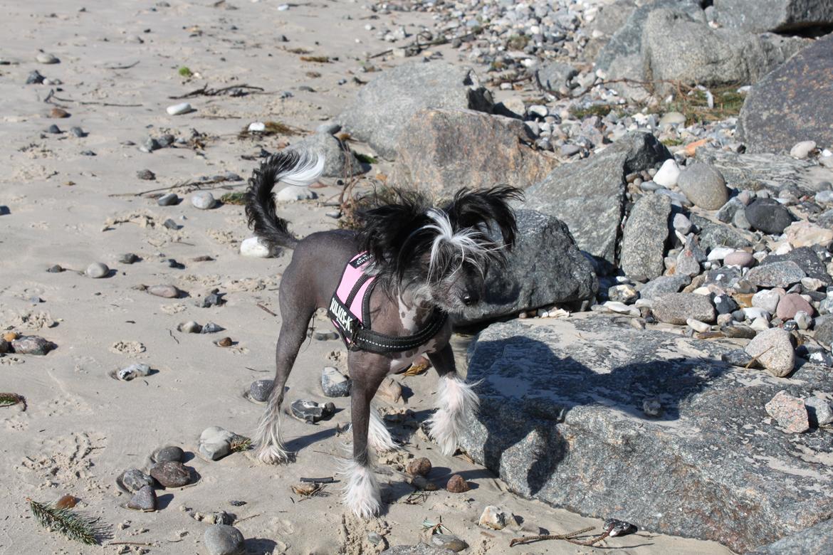 Chinese crested hårløs Diva billede 9