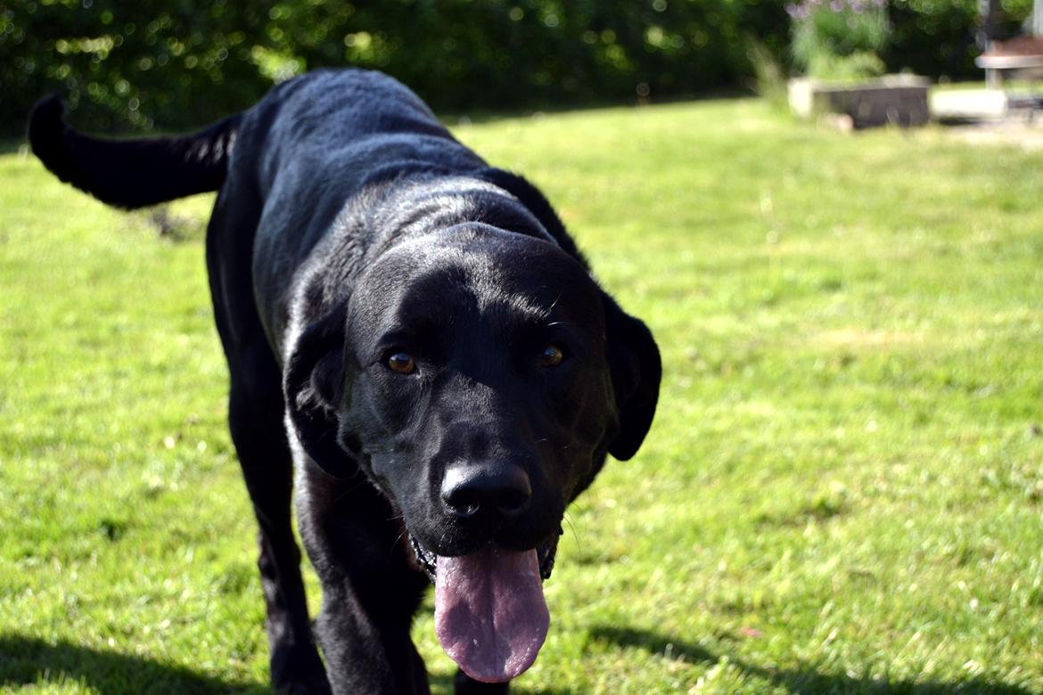 Labrador retriever Yellowstone Butler *DØD* billede 2