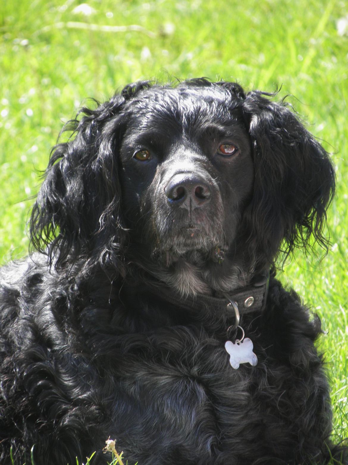 Breton Loke billede 24