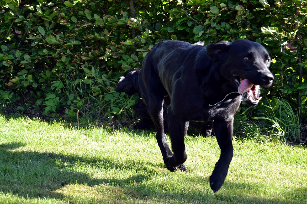 Labrador retriever Yellowstone Butler *DØD* billede 3