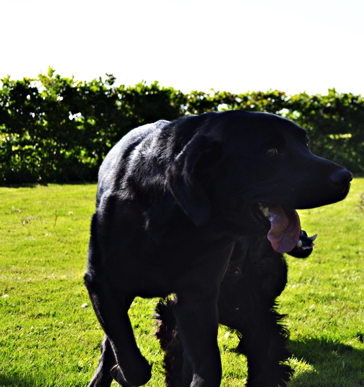Labrador retriever Yellowstone Butler *DØD* billede 4