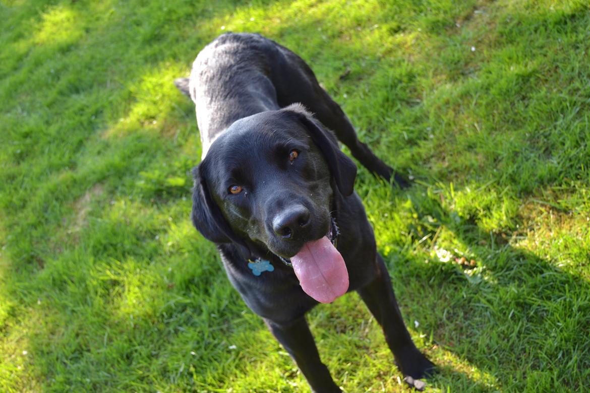 Labrador retriever Yellowstone Butler *DØD* billede 5