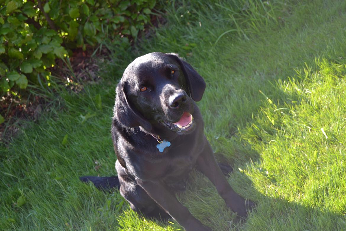 Labrador retriever Yellowstone Butler *DØD* billede 6