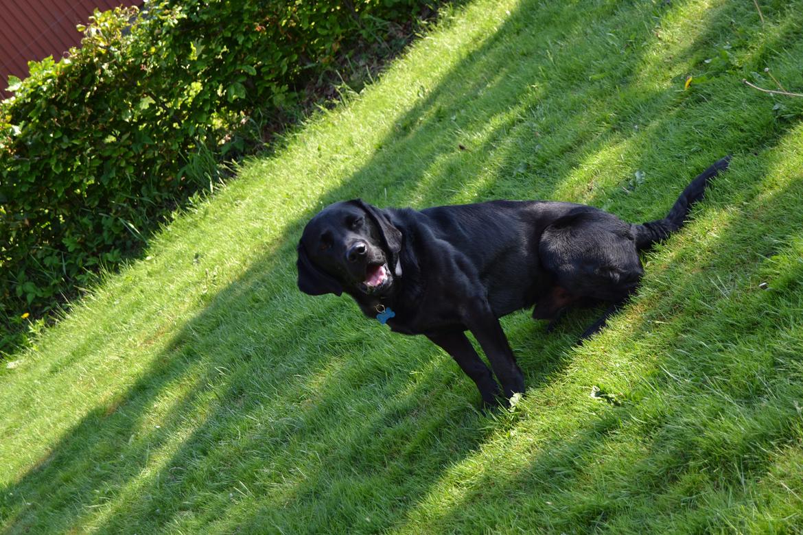 Labrador retriever Yellowstone Butler *DØD* billede 7