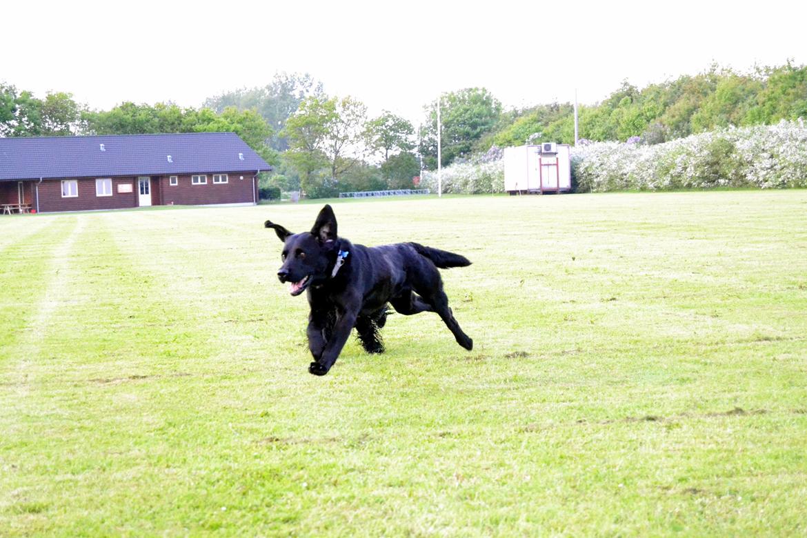 Labrador retriever Yellowstone Butler *DØD* billede 8