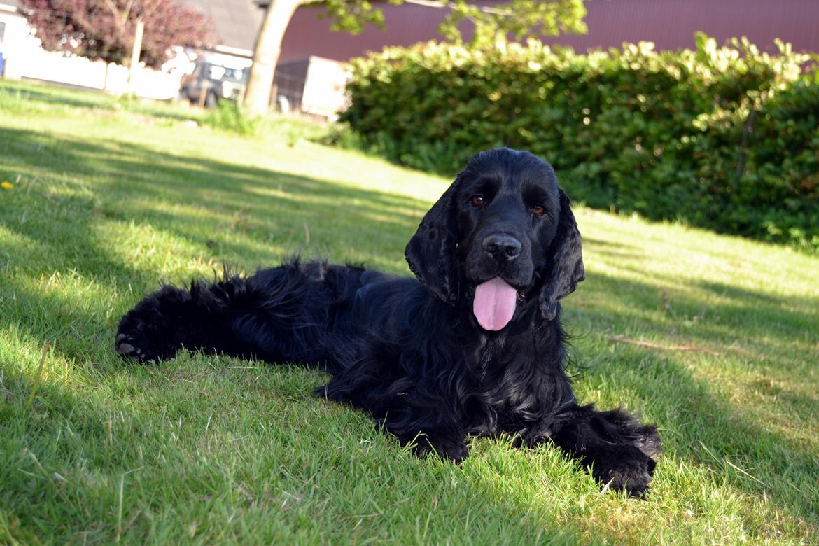 Cocker spaniel Højbjerg Euphorbiastjerne Cito billede 17