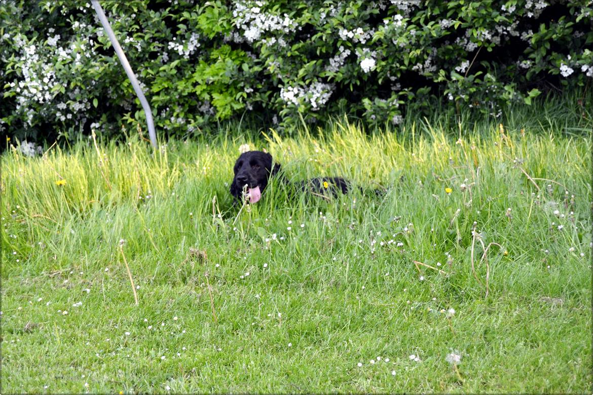 Cocker spaniel Højbjerg Euphorbiastjerne Cito billede 18