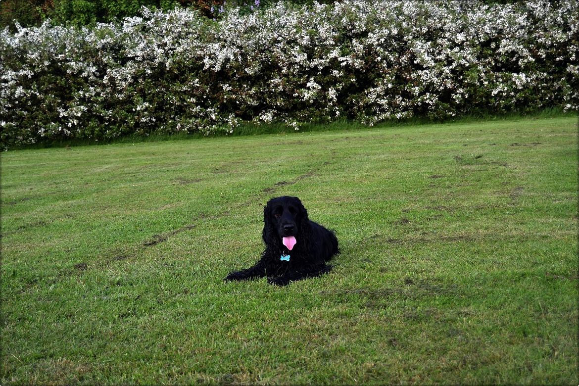 Cocker spaniel Højbjerg Euphorbiastjerne Cito billede 19