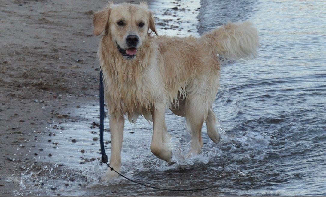 Golden retriever Thor billede 18