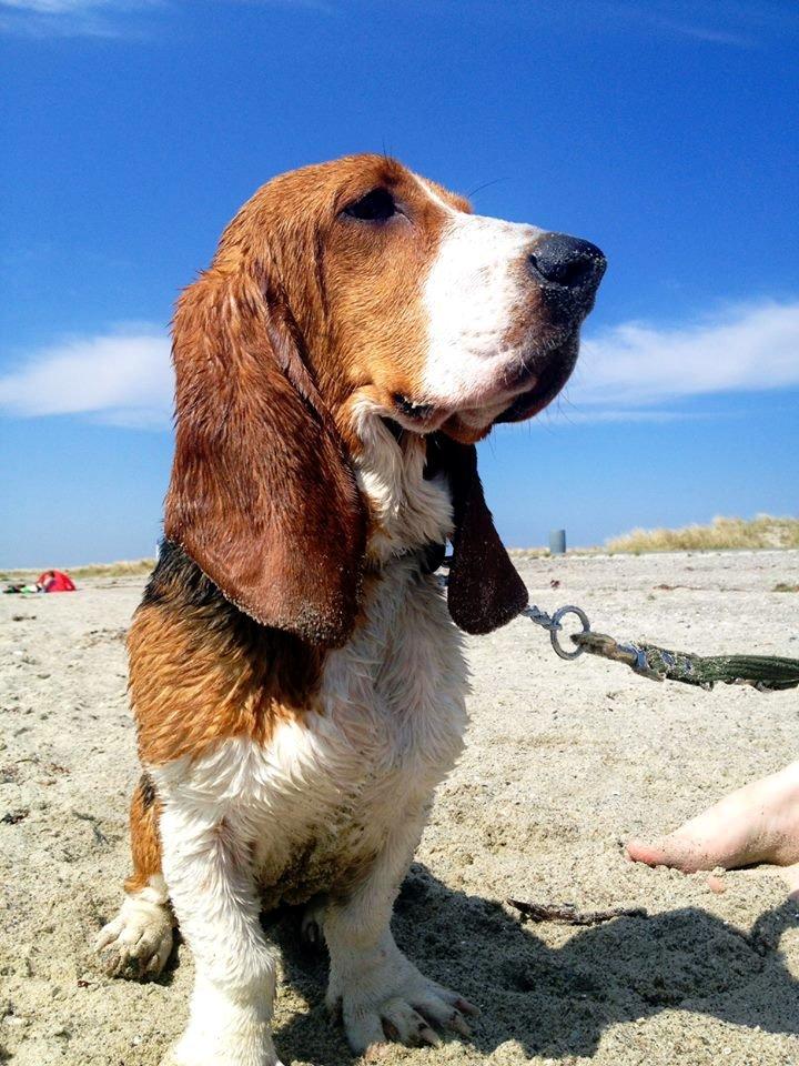 Basset hound Munin billede 6