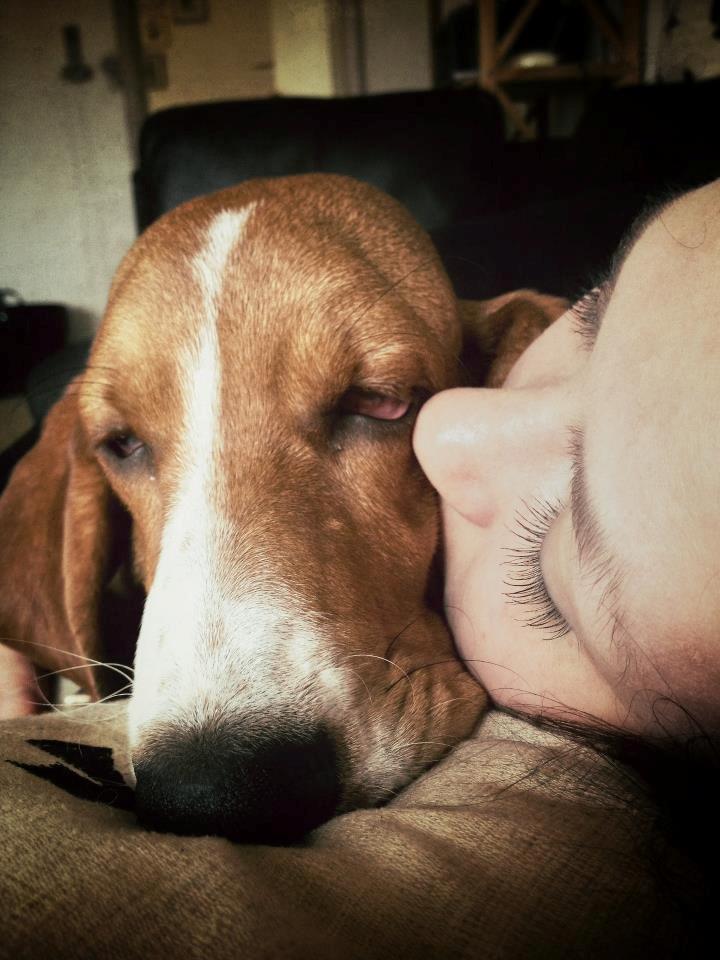 Basset hound Munin billede 7