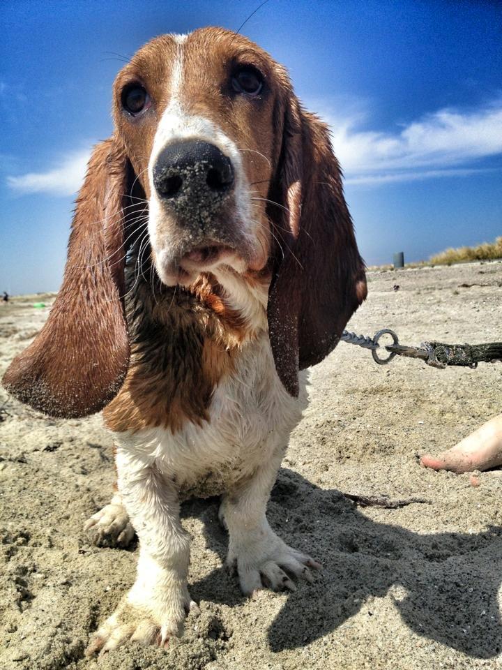 Basset hound Munin billede 8