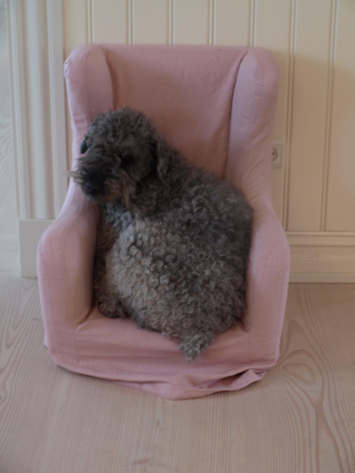 Lagotto romagnolo Etienne billede 7