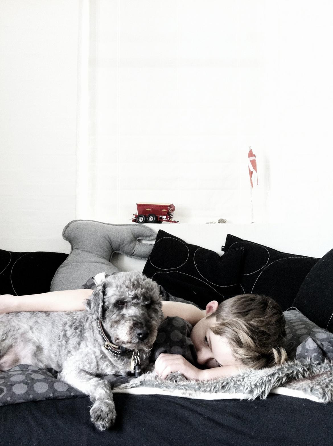 Lagotto romagnolo Etienne billede 1