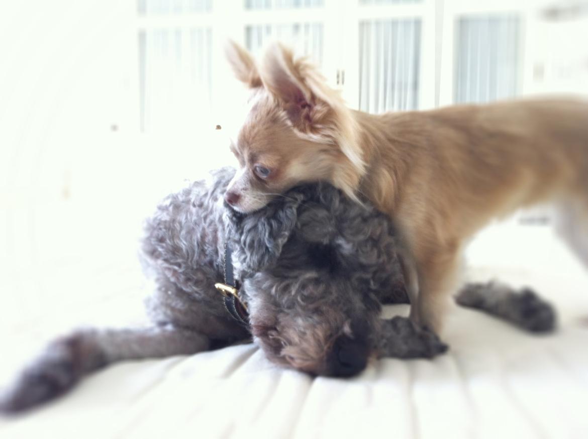 Lagotto romagnolo Etienne billede 2