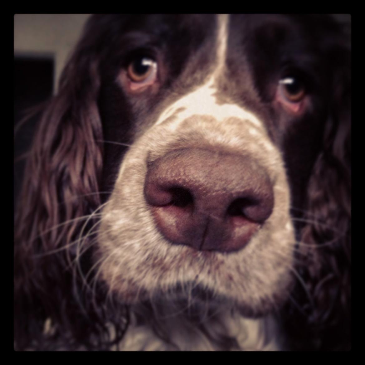 Engelsk springer spaniel Arki billede 1