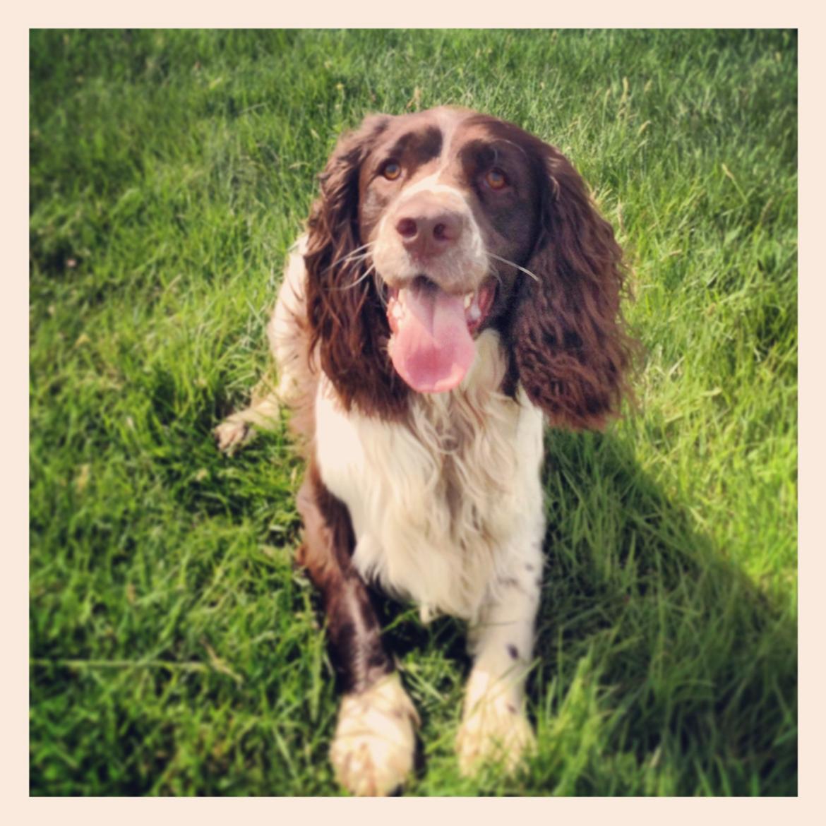 Engelsk springer spaniel Arki billede 11