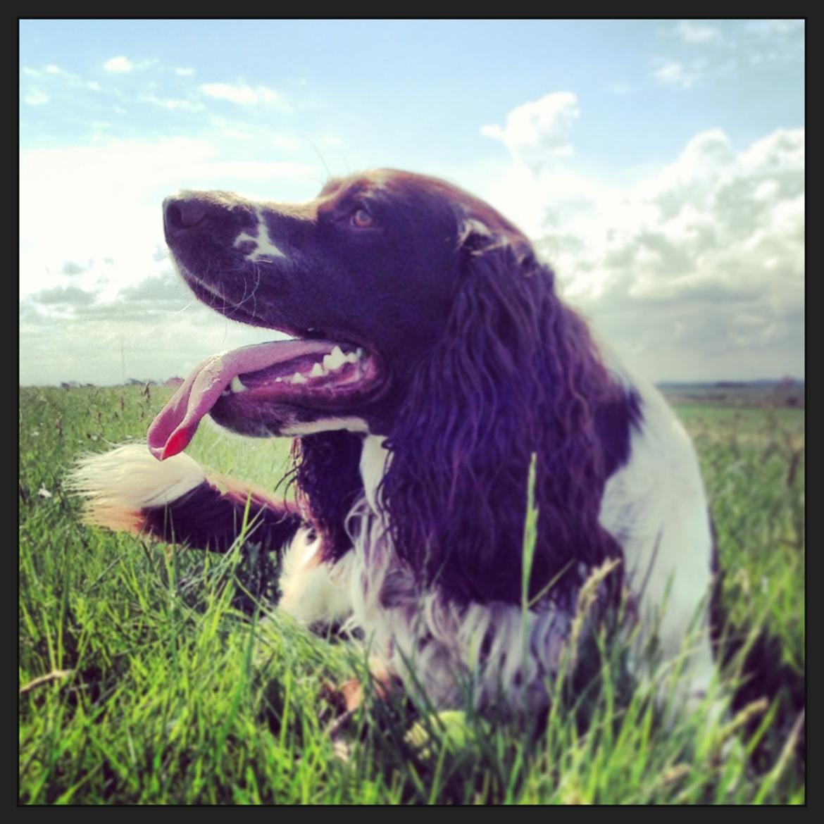 Engelsk springer spaniel Arki billede 2