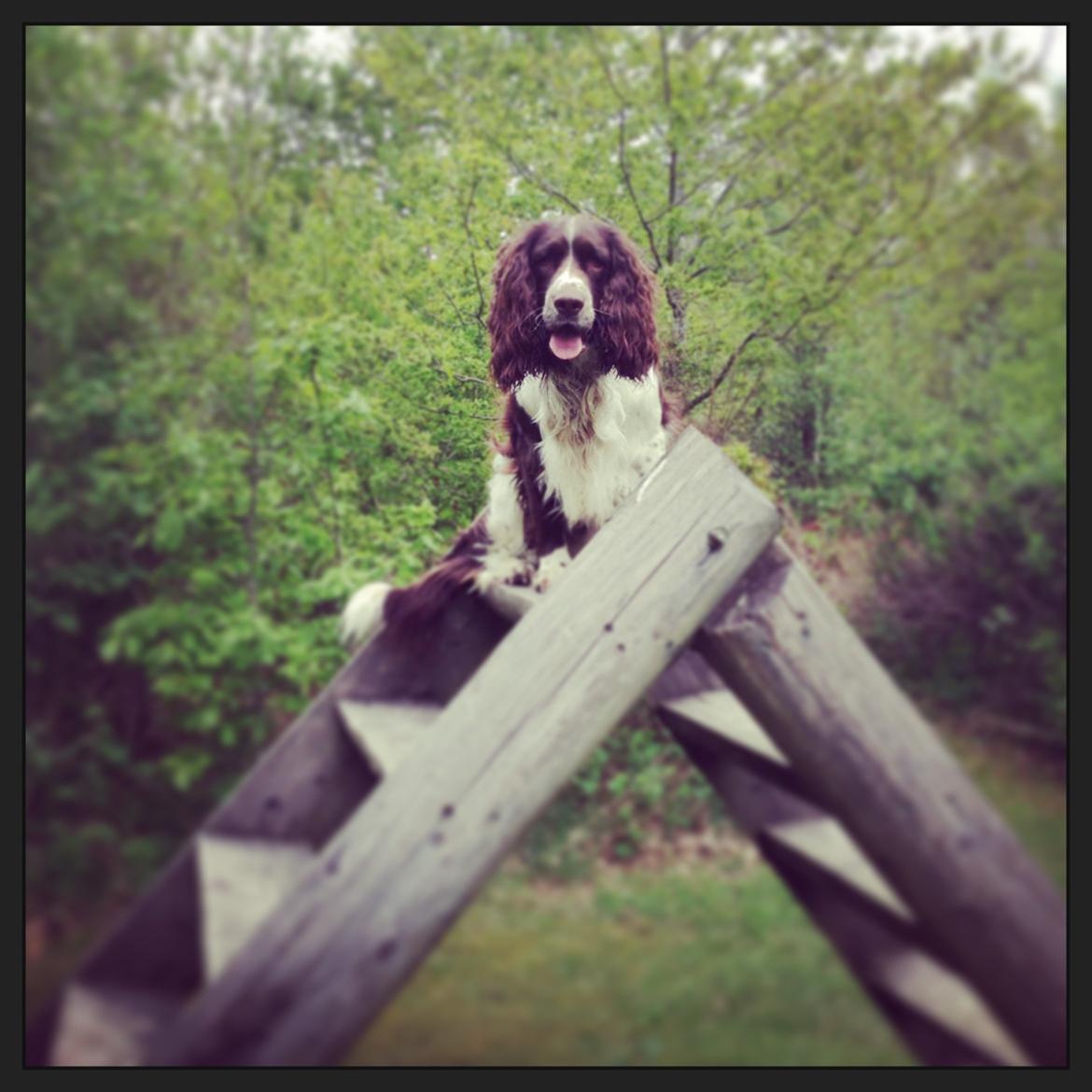 Engelsk springer spaniel Arki billede 12