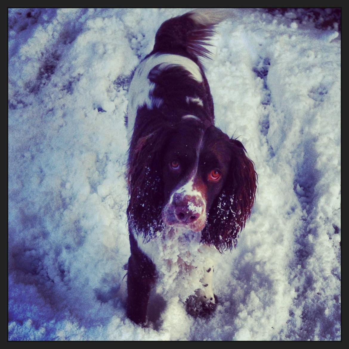 Engelsk springer spaniel Arki billede 14