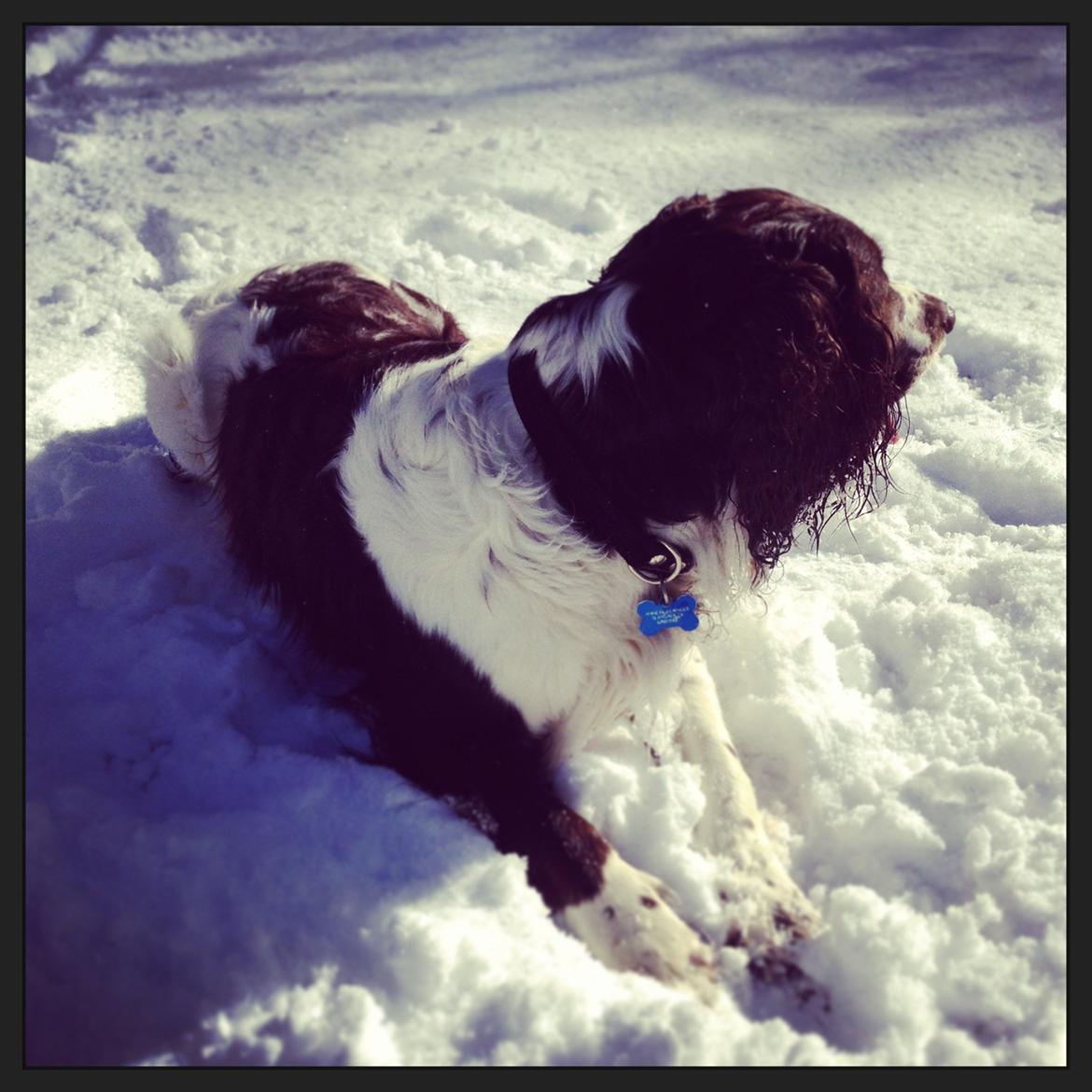 Engelsk springer spaniel Arki billede 15