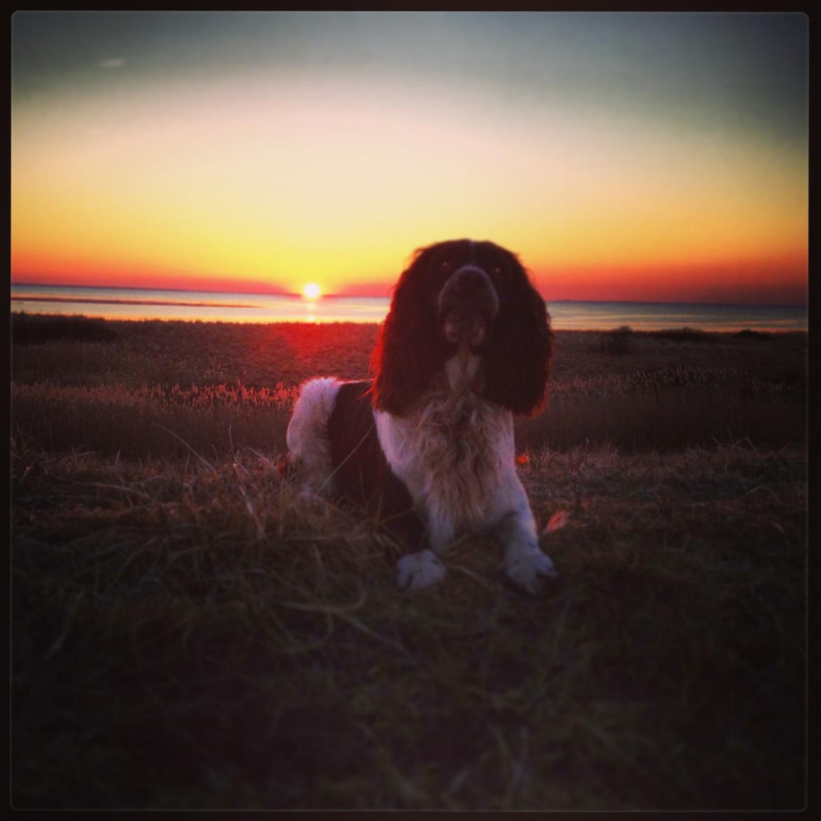 Engelsk springer spaniel Arki billede 16